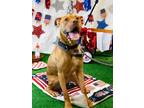 Adopt HOOVER a Boxer, Labrador Retriever