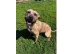 Adopt Kilo a Pit Bull Terrier, Mixed Breed