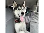 Adopt Josh a Siberian Husky