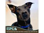 Adopt Dude a Cattle Dog, Doberman Pinscher