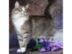 Adopt Peanut a Tabby