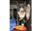 Adopt BRAXTON a Domestic Short Hair