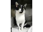 Adopt BANDIT a Domestic Short Hair