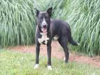Adopt TOMMIE a German Shepherd Dog, Siberian Husky