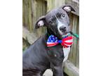 Adopt Brennon a Labrador Retriever, Boxer