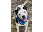 Adopt Marlin a Terrier, Staffordshire Bull Terrier
