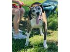 Adopt Bane $25 -Fostered a Plott Hound, Mixed Breed