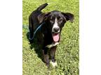 Adopt CULVER a Akbash, Labrador Retriever