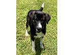 Adopt YOOHOO a Australian Shepherd, Labrador Retriever