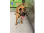 Adopt HARVEY MILK a Labrador Retriever, Mixed Breed