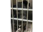 Adopt JUDAH a Labrador Retriever, Mixed Breed