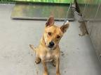 Adopt KILO a Chow Chow, Mixed Breed