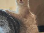 Kitty Male