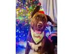 Adopt MARLEY a Mastiff, German Shepherd Dog