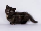 Salli Munchkin Standard Baby Girl Black Tortie