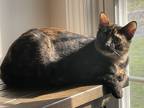 Adopt Saga a Domestic Shorthair / Mixed (short coat) cat in Mount Laurel