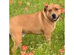 Adopt Boomer a Shepherd, Mixed Breed