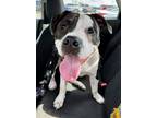 Adopt Boston a Boxer, American Staffordshire Terrier