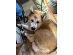 Adopt FUJI a Akita