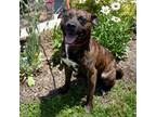 Adopt Clifford a Pit Bull Terrier