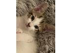 Adopt Thumper a Tabby