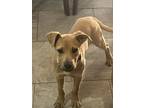 Adopt BUSTER #16 a Rhodesian Ridgeback, Boxer