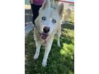 Adopt Maximo a Siberian Husky