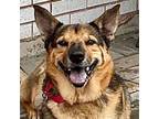Adopt Novak a German Shepherd Dog, Terrier