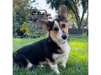 Adopt Jan-6813 a Corgi
