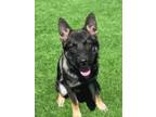 Adopt Beast a Siberian Husky, Mixed Breed