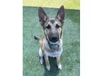 Adopt Wolfie a Siberian Husky, Mixed Breed