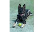 Adopt Munster a Siberian Husky, Mixed Breed