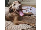 Adopt Declan a Doberman Pinscher, Mixed Breed