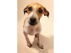 Adopt Pharrell Mimes a Dachshund, Hound