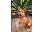 Adopt Citrine a German Shepherd Dog, Mixed Breed