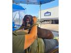 Adopt Tuff a Labrador Retriever, Mixed Breed