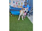 Adopt Slate a Labrador Retriever
