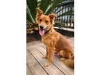 Adopt Jasper a German Shepherd Dog, Mixed Breed