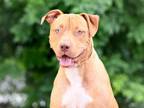 Adopt ZIGGY a Staffordshire Bull Terrier