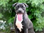 Adopt GROVER a American Staffordshire Terrier