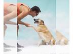 German Shepherd Dog Mix DOG FOR ADOPTION RGADN-1090592 - Sarge â Tennis Pro