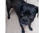 Adopt Harvey a Pug
