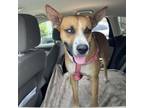 Adopt Groot a Boxer, Husky