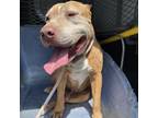 Adopt Patrick a Pit Bull Terrier