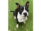 Adopt Beetlejuice A047632 a Staffordshire Bull Terrier, Mixed Breed
