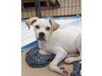 Adopt Thumper a Beagle, Boxer