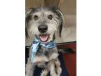 Adopt Zilla a Terrier