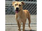 Adopt Blondie a Pit Bull Terrier