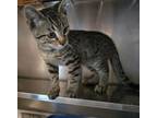 Adopt Chaz a Domestic Short Hair