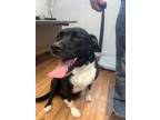 Adopt Rockie a Boxer, Mixed Breed